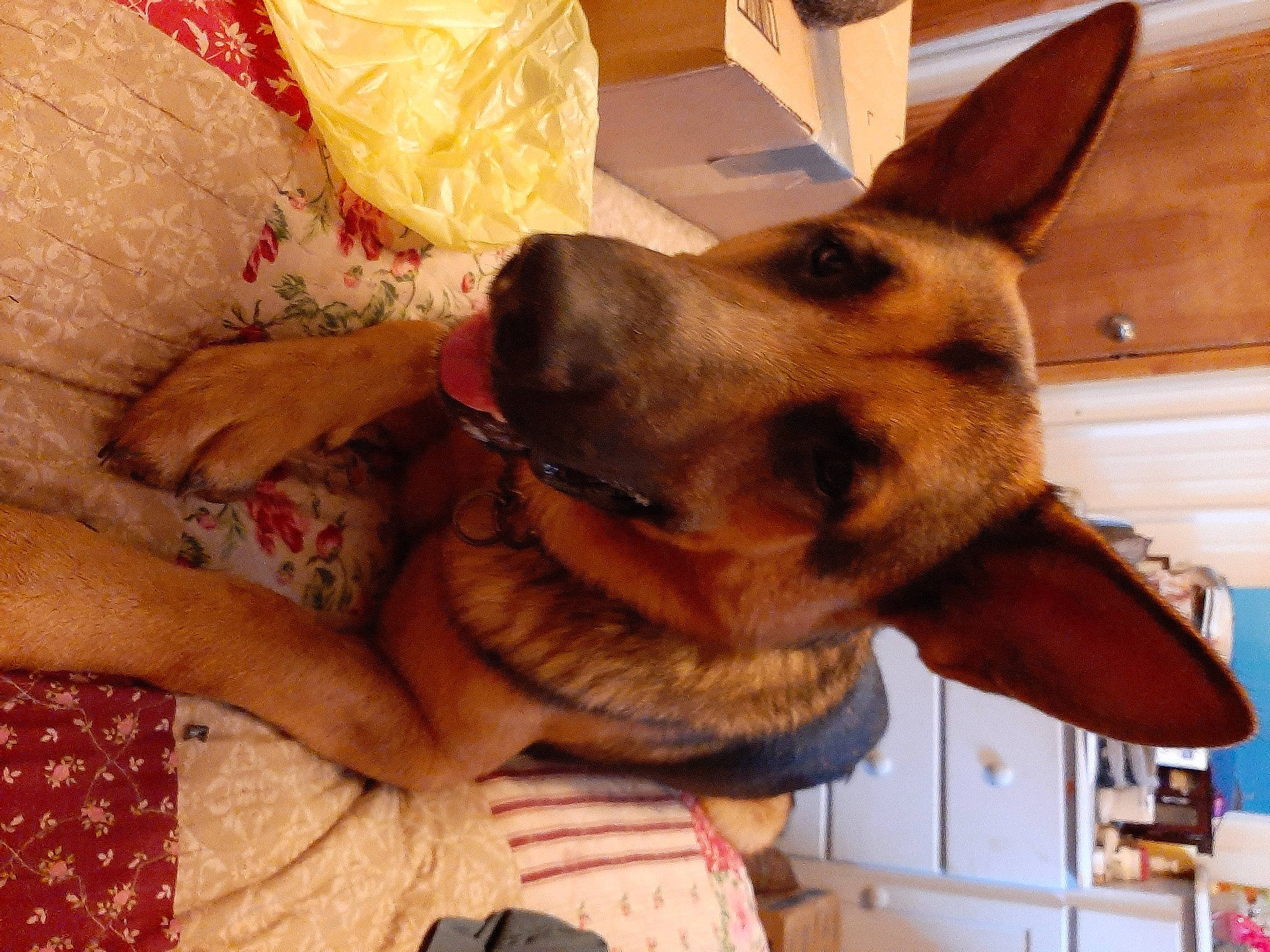 Corky joined the competition — help win amazing prizes! canidae, carnivore, dog, dog_breed, ear, fawn, german_shepherd_dog, king_shepherd, kunming_wolfdog, mammal, old_german_shepherd_dog, snout, vertebrate, working_dog