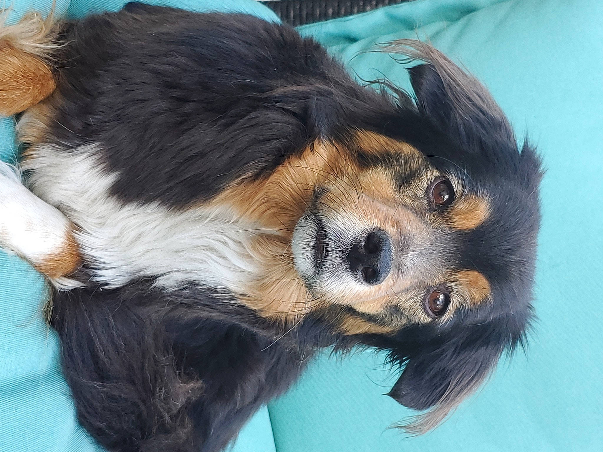 Sadie joined the competition — help win amazing prizes! canidae, carnivore, companion_dog, dog, dog_breed, fur, puppy, snout, sporting_group, terrestrial_animal, toy_dog, whiskers, working_animal, working_dog