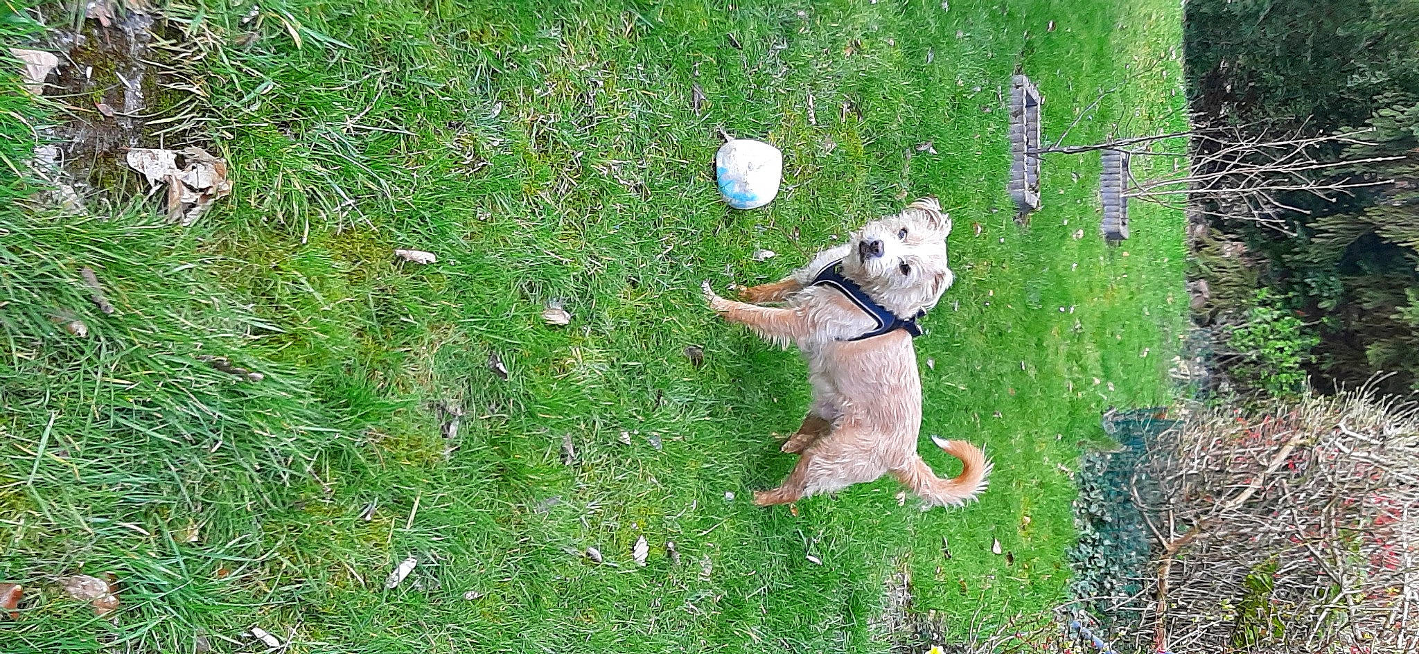 Milou a rejoint le concours — aidez-le/la à gagner de superbes lots ! ball, canidae, carnivore, companion_dog, dog, dog_breed, football, grass, grass_family, grassland, groundcover, lawn, pasture, people_in_nature, plant, shrub, sporting_group, sports_equipment, terrier, toy