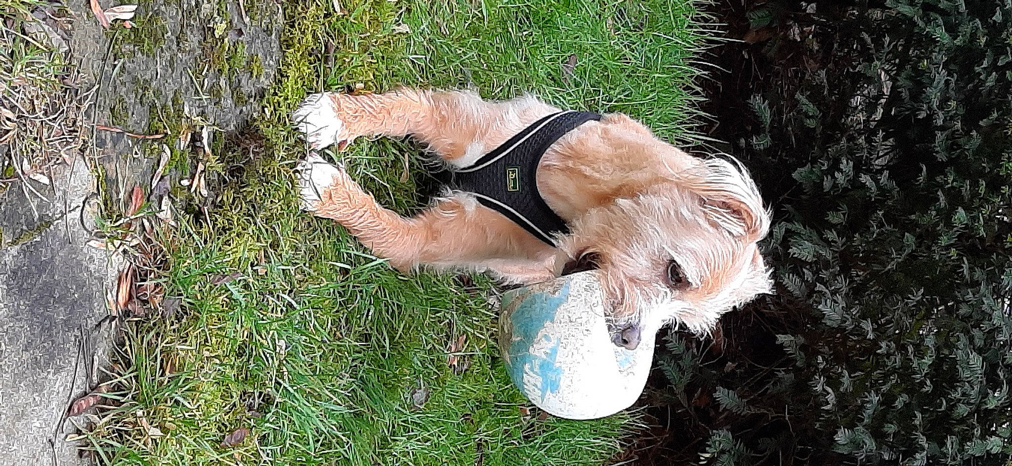 Milou a rejoint le concours — aidez-le/la à gagner de superbes lots ! canidae, carnivore, companion_dog, dog_breed, dress, fawn, fur, grass, human_body, human_leg, liver, people_in_nature, plant, snout, sporting_group, sunglasses, tail, thigh, tree, wildlife