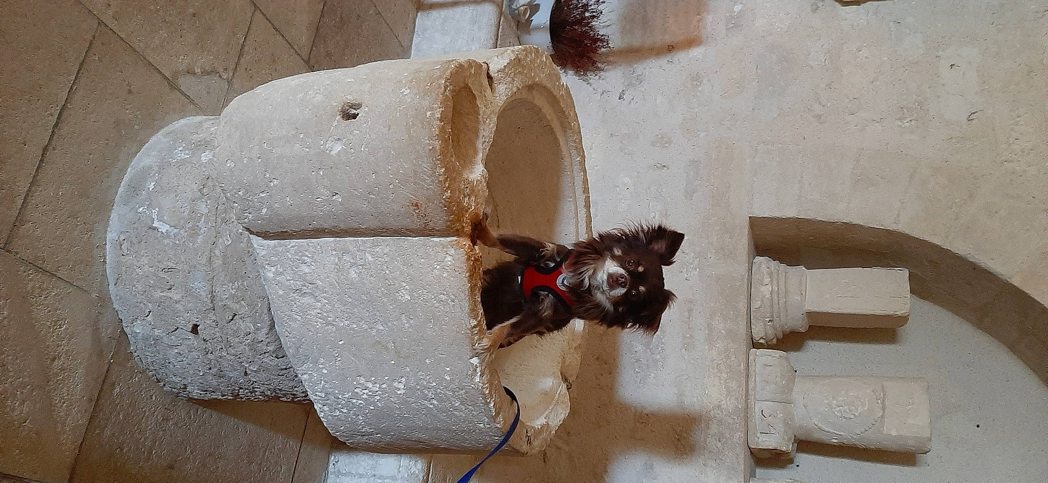 Aktarus a rejoint le concours — aidez-le/la à gagner de superbes lots ! brick, brickwork, carmine, carnivore, cat, composite_material, concrete, felidae, fur, gas, machine, pet_supply, pipe, plumbing, room, sculpture, small_to_medium_sized_cats, tail, window, wood