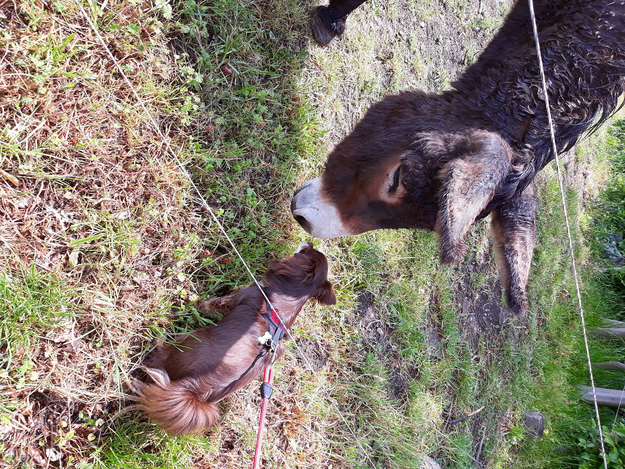 Aktarus a rejoint le concours — aidez-le/la à gagner de superbes lots ! canidae, carnivore, dog_breed, fawn, giant_anteater, grass, grass_family, groundcover, livestock, plant, shrub, snout, sporting_group, tail, terrestrial_animal, tree, trunk, wallaby, wildlife, working_animal