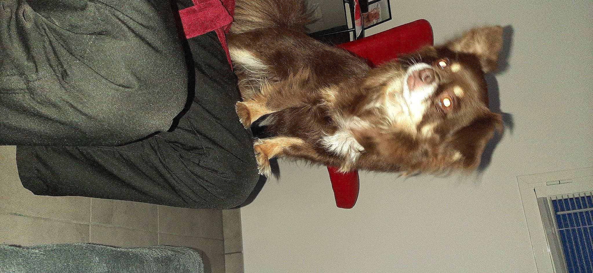 Aktarus a rejoint le concours — aidez-le/la à gagner de superbes lots ! canidae, carnivore, claw, cocker_spaniel, companion_dog, dog, dog_breed, fawn, felidae, fur, liver, paw, sleeve, small_to_medium_sized_cats, snout, spaniel, sporting_group, tail, whiskers, working_animal