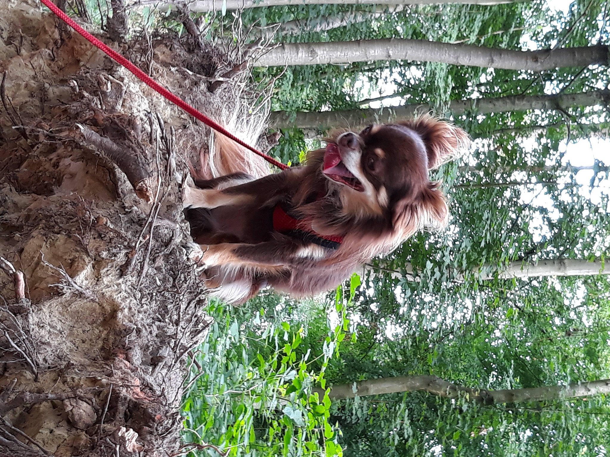 Mc Guyver a rejoint le concours — aidez-le/la à gagner de superbes lots ! branch, canidae, fawn, forest, fun, grass, jungle, leisure, palm_tree, plant, primate, rock, snout, sporting_group, terrestrial_animal, tree, trunk, twig, wildlife, wood