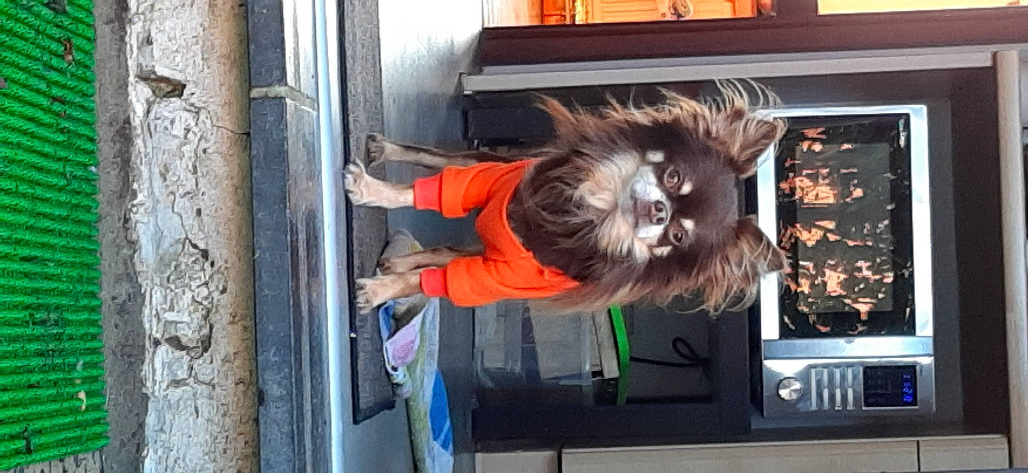 Mc Guyver participe au concours pour gagner de l'argent avec cette photo : companion_dog, felidae, fur, gas, machine, mammal, room, small_to_medium_sized_cats, sporting_group, street_fashion, television_set, transport, tree, wood