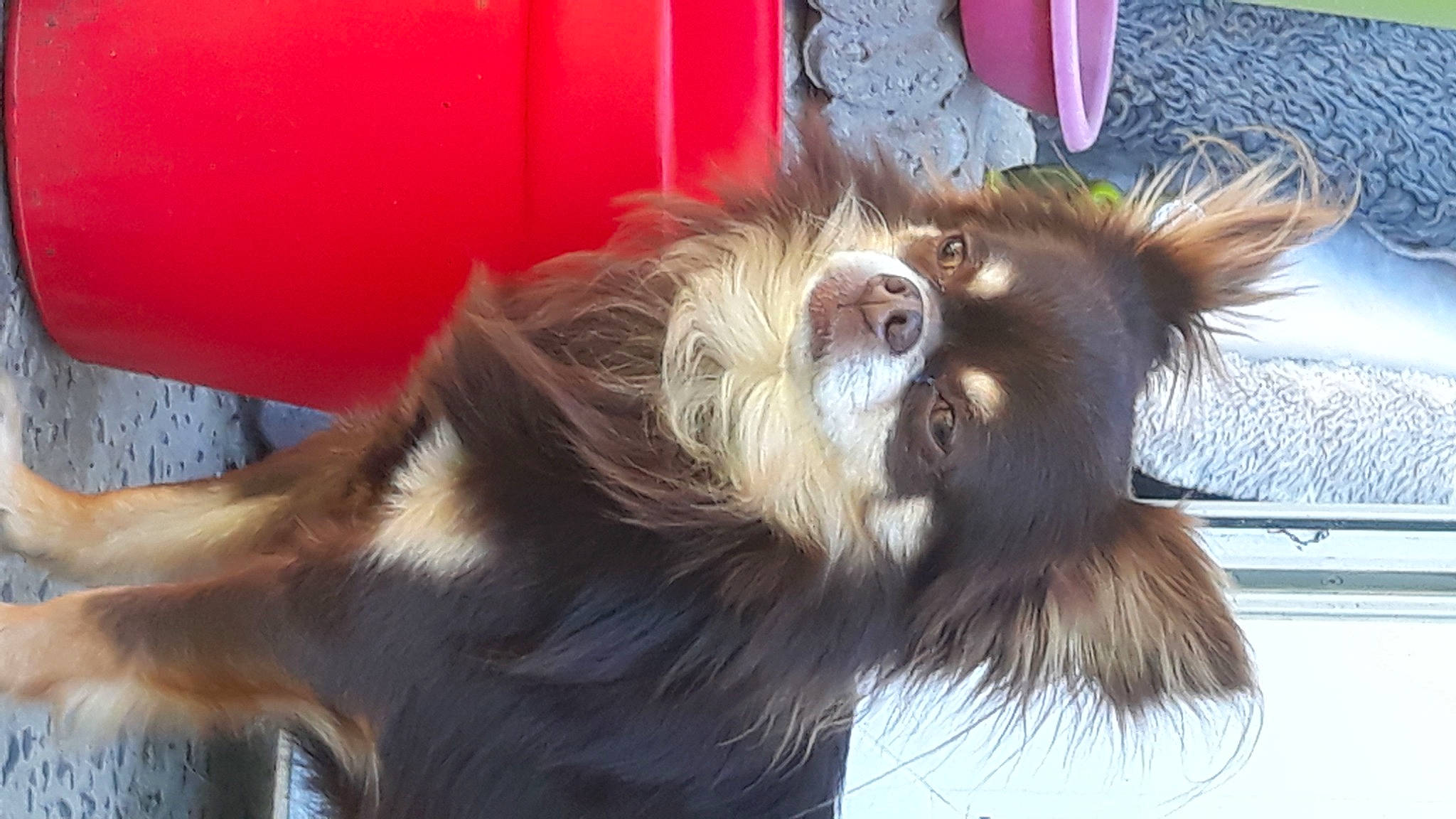 Mc Guyver participe au concours pour gagner de l'argent avec cette photo : carnivore, companion_dog, dog, dog_breed, fur, liver, primate, sporting_group, terrestrial_animal, toy_dog, whiskers, working_animal