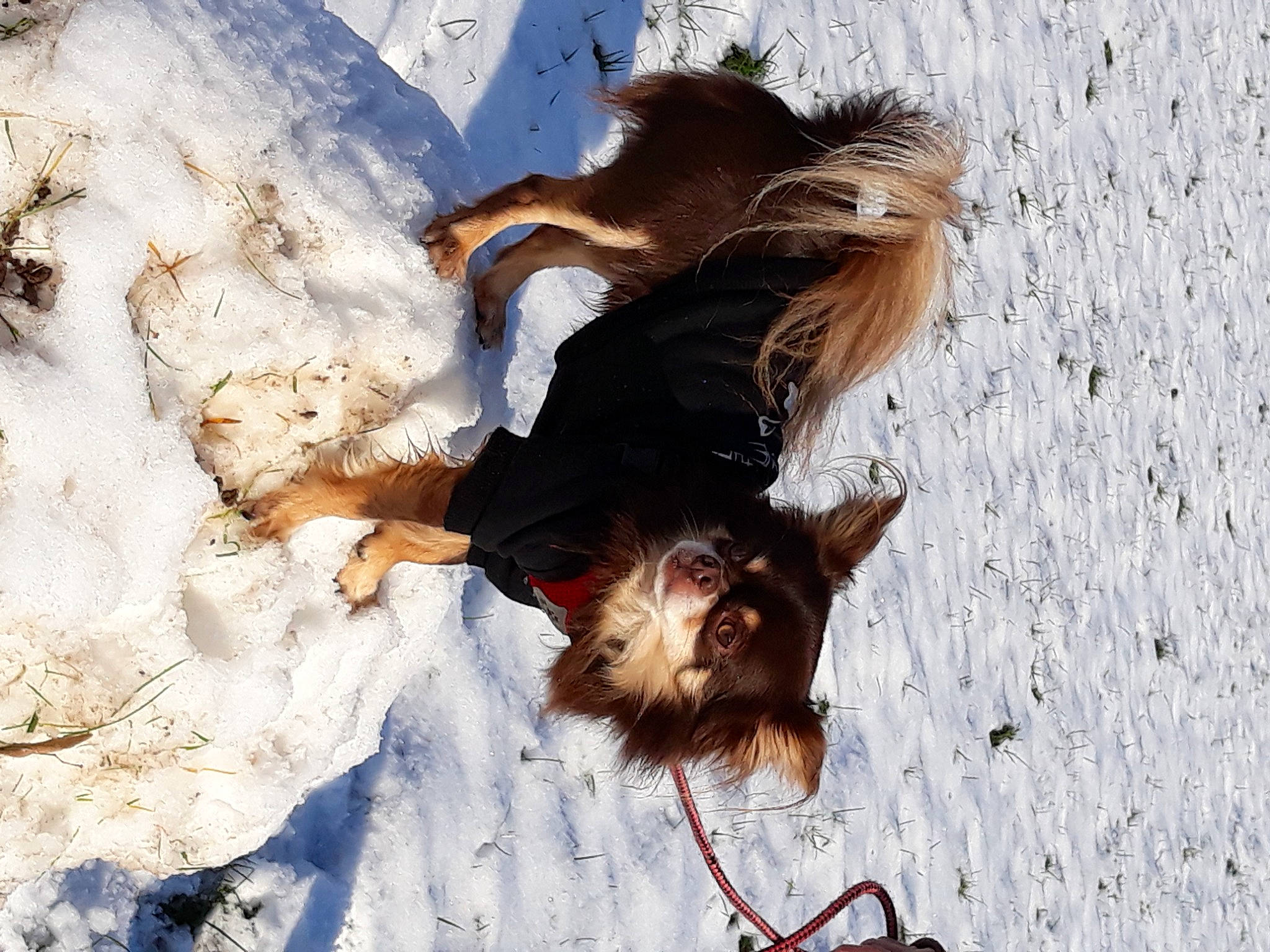 Mc Guyver a rejoint le concours — aidez-le/la à gagner de superbes lots ! carnivore, companion_dog, dog, dog_breed, fawn, freezing, fur, grass, happy, hat, long_hair, people_in_nature, recreation, sand, snout, snow, sporting_group, sunglasses, winter, working_animal