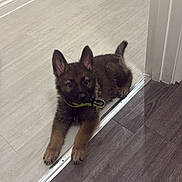 Rex is registered to the contest to win money with this photo: animal, black_fur, brown_fur, canine, collar, cute, dog, doorway, ears_up, floor, german_shepherd, indoor, looking, pet, puppy, resting, small, tile_floor, wood_floor, young_dog