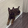 animal, black_fur, brown_fur, canine, collar, cute, dog, doorway, ears_up, floor, german_shepherd, indoor, looking, pet, puppy, resting, small, tile_floor, wood_floor, young_dog