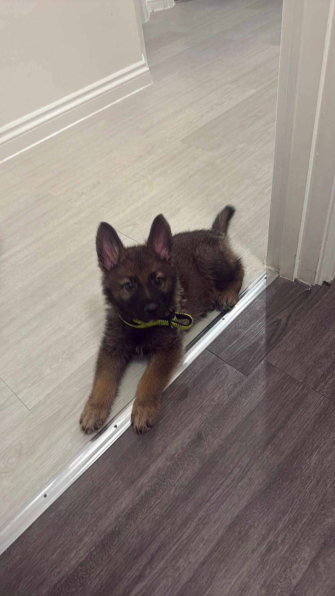 Rex