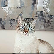 Pilou participe au concours pour gagner de l'argent avec cette photo : cat, blue_eyes, indoor, pet, animal, feline, portrait, sitting, whiskers, face, ears, fur, looking, abstract_art, painting, background, calm, closeup, domestic_cat, curious