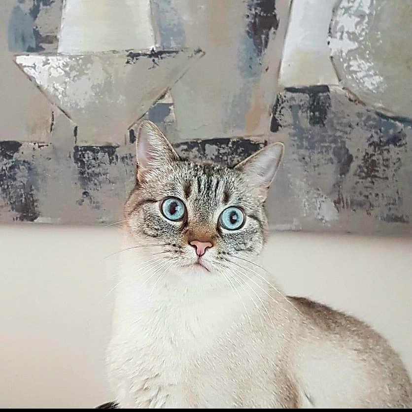 Pilou participe au concours pour gagner de l'argent avec cette photo : abstract_art, animal, background, blue_eyes, calm, cat, closeup, curious, domestic_cat, ears, face, feline, fur, indoor, looking, painting, pet, portrait, sitting, whiskers