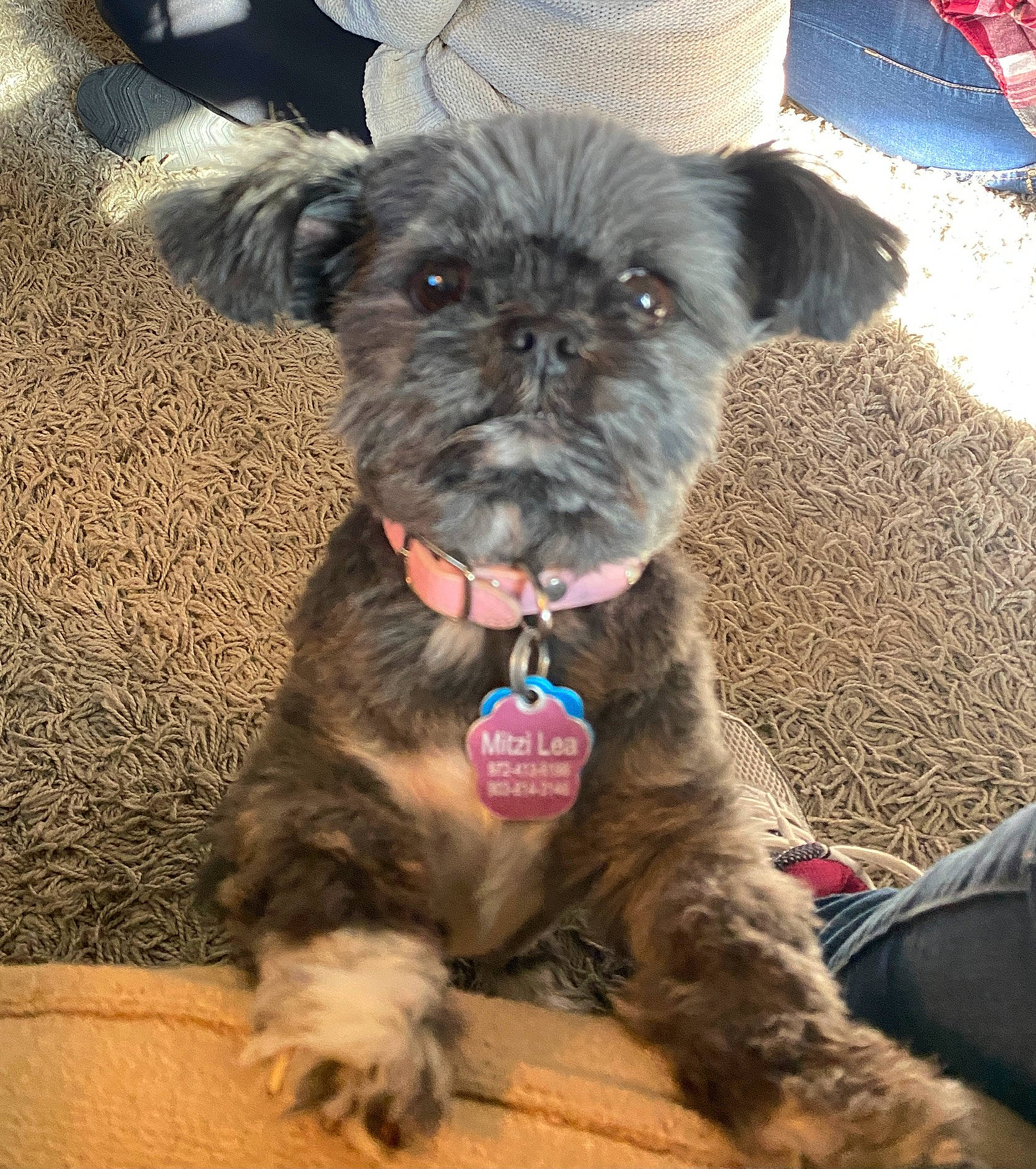 Mitzi is registered to the contest to win money with this photo: canidae, carnivore, collar, companion_dog, dog, dog_breed, dog_collar, dog_supply, ear, fawn, fur, liver, puppy, small_terrier, snout, sporting_group, terrestrial_animal, terrier, toy_dog, working_animal