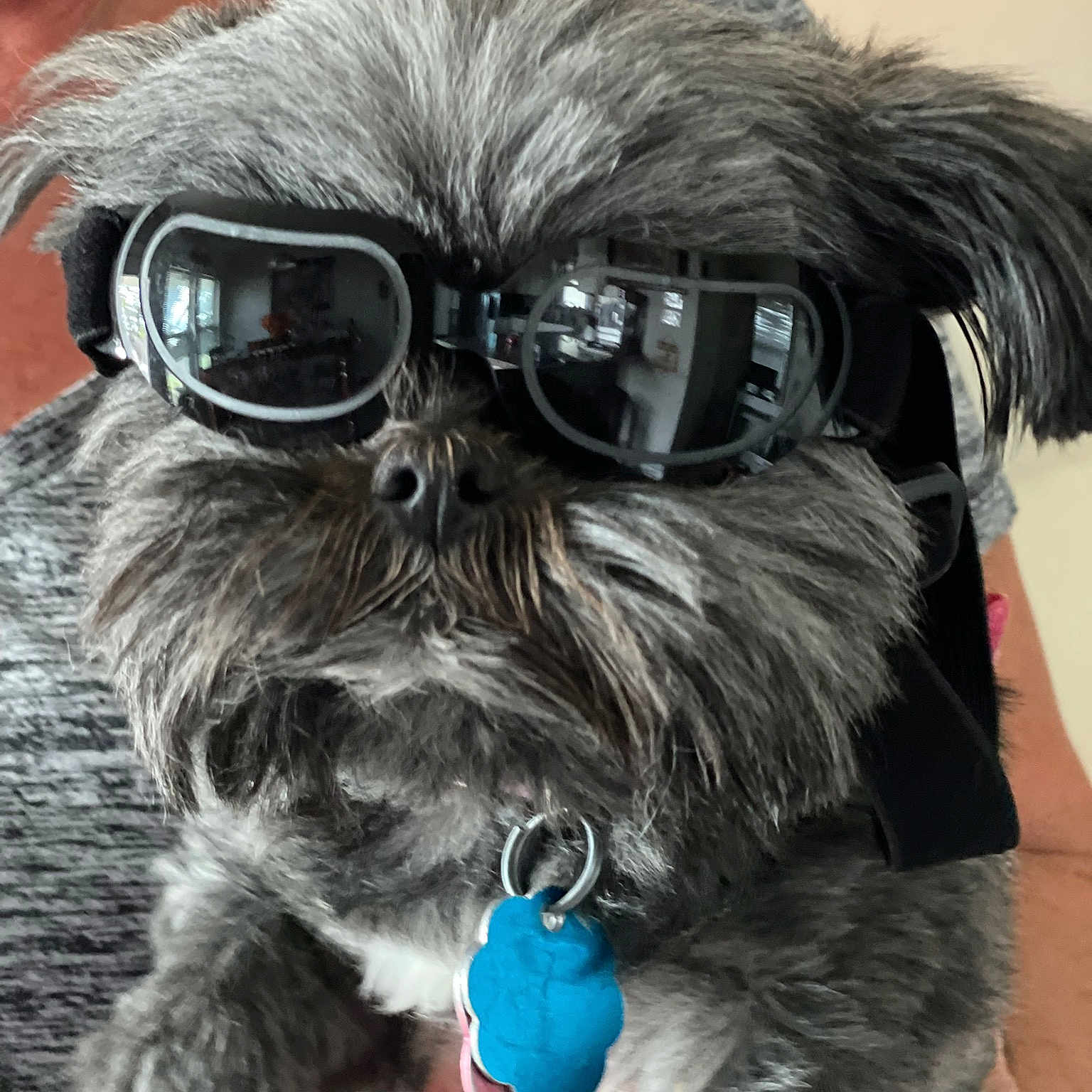 Mitzi Lea joined the competition — help win amazing prizes! carnivore, collar, companion_dog, dog, dog_breed, dog_collar, dog_supply, ear, electric_blue, eyewear, fashion_accessory, glasses, personal_protective_equipment, pet_supply, snout, sporting_group, sunglasses, toy_dog, vision_care, working_animal