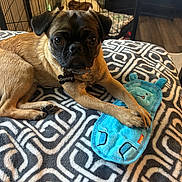 Benny is registered to the contest to win money with this photo: animal, black_face, blanket, blue_toy, brown_fur, collar, cozy, dog, dog_tag, indoors, kennel, large_eyes, lying_down, patterned_blanket, pet, pet_bed, plush_toy, portrait, pug, sitting