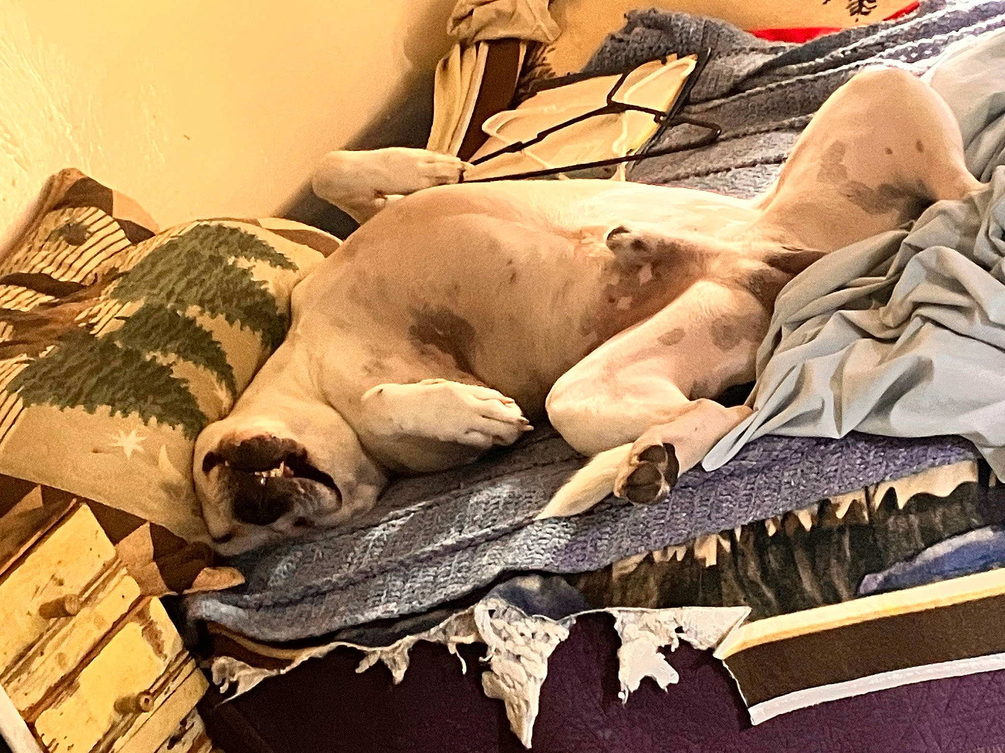 Ragnar is registered to the contest to win money with this photo: art, barechested, bed_sheet, bedding, comfort, feather, fish, flesh, fur, linens, nap, pattern, room, visual_arts, wing, wood