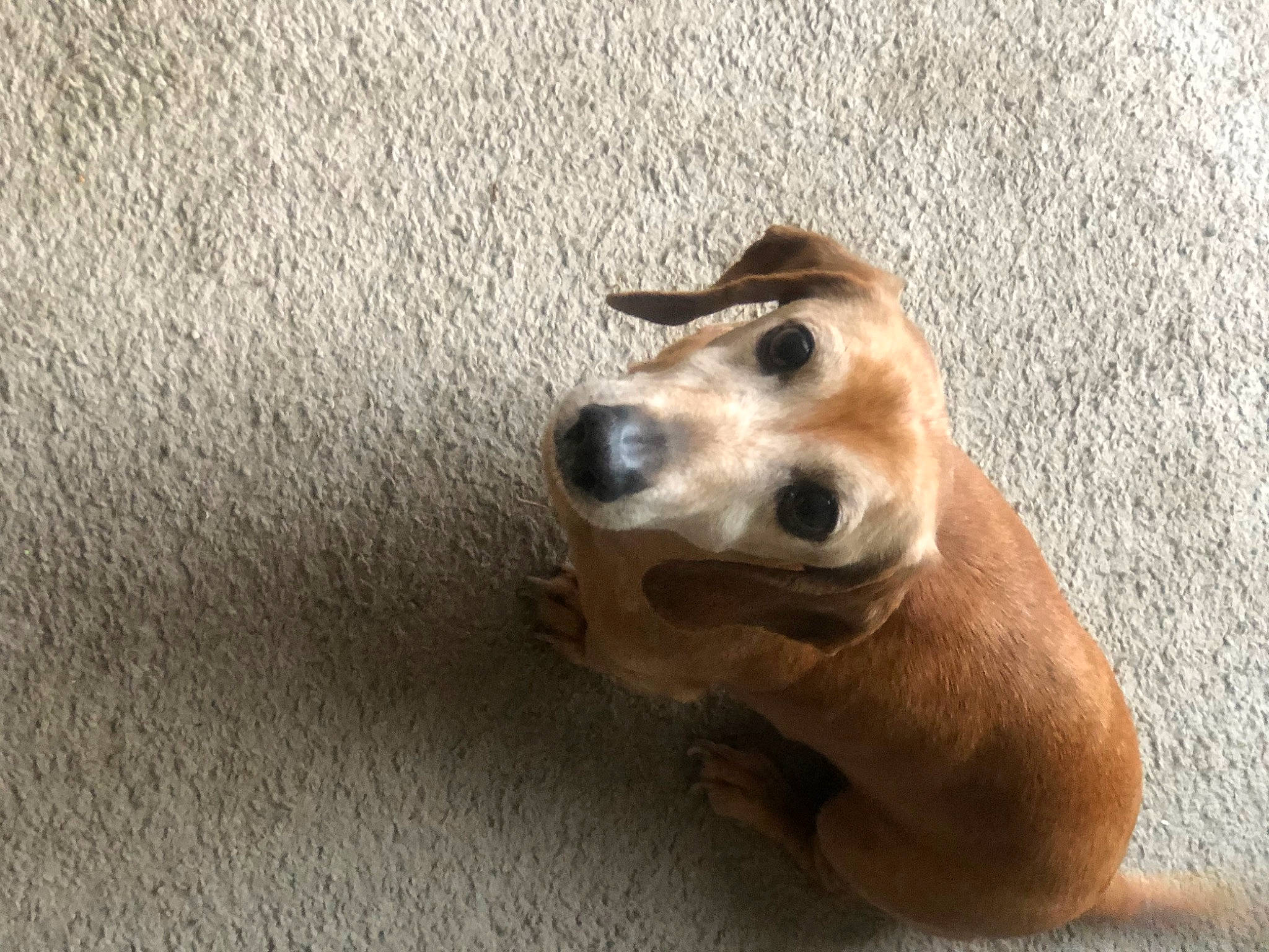 Jeb joined the competition — help win amazing prizes! ancient_dog_breeds, canidae, carnivore, companion_dog, dog, dog_breed, fawn, flooring, fur, non_sporting_group, paw, snout, sporting_group, terrestrial_animal, whiskers, wildlife, wood, working_animal