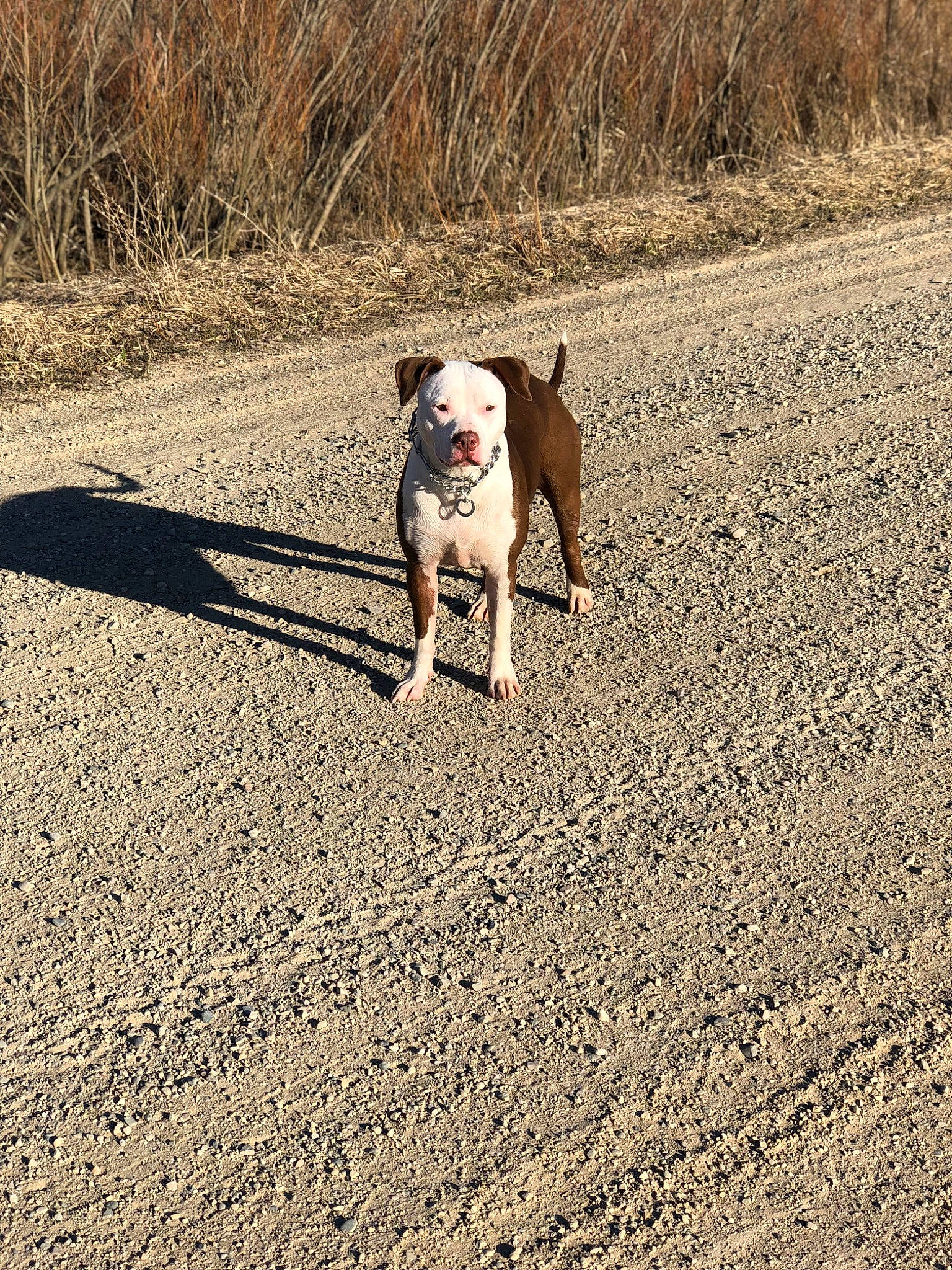 Shelby is registered to the contest to win money with this photo: asphalt, bulldog, carnivore, collar, companion_dog, dog, dog_breed, dog_collar, fawn, grass, landscape, leash, pet_supply, plant, road_surface, snout, soil, sporting_group, tail, working_animal
