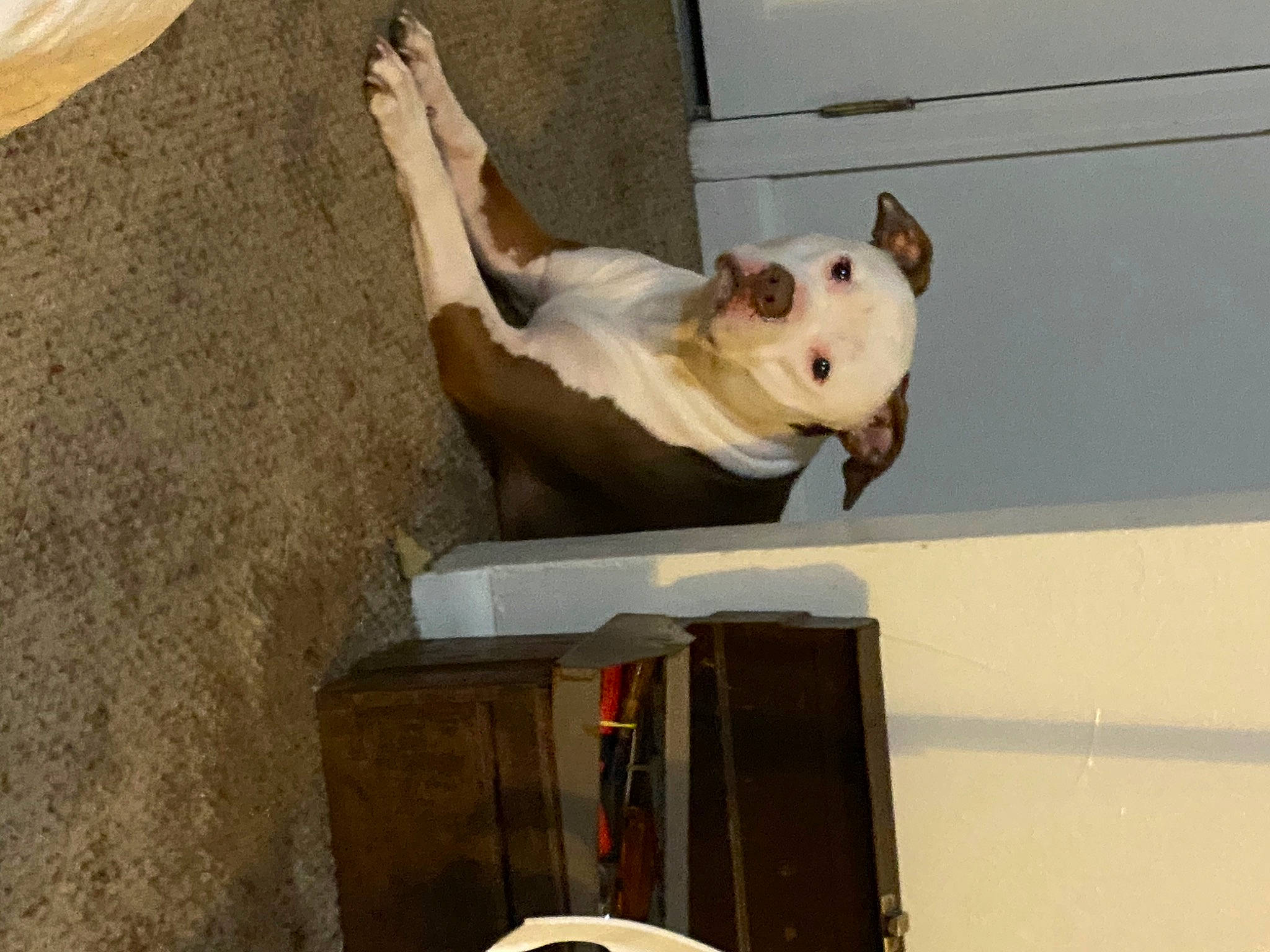 Shelby joined the competition — help win amazing prizes! art, canidae, carnivore, companion_dog, dog, dog_breed, fawn, felidae, non_sporting_group, pet_supply, plaster, sculpture, snout, sporting_group, tail, wood, working_animal