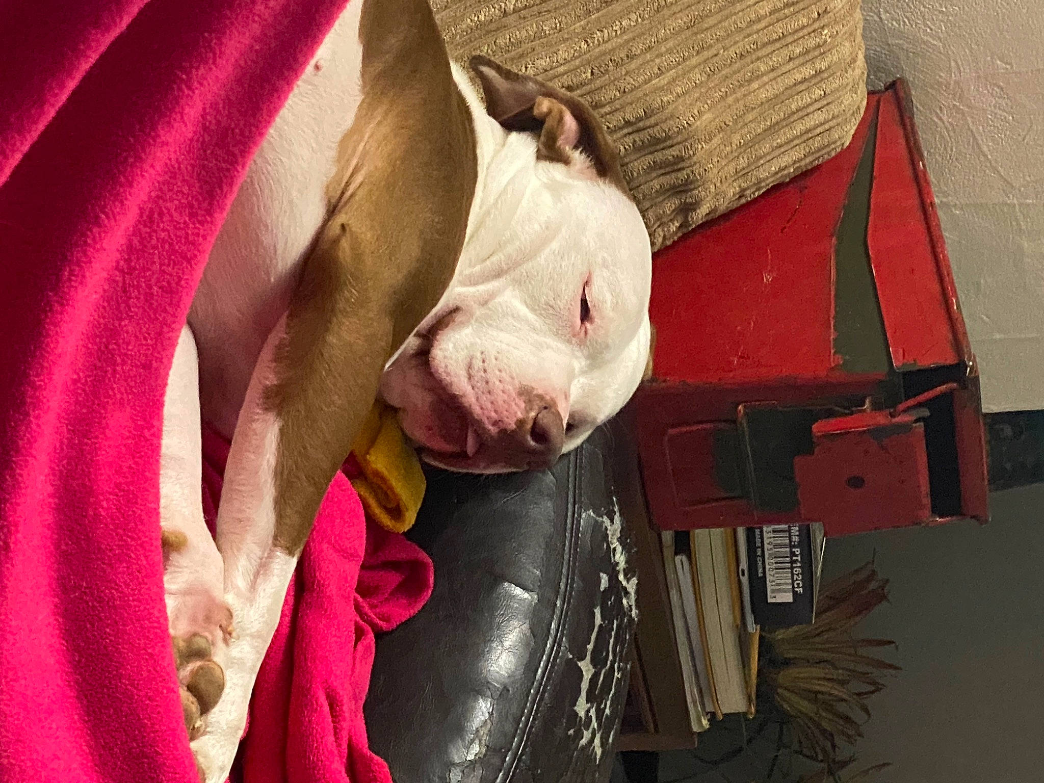 Shelby joined the competition — help win amazing prizes! carmine, carnivore, comfort, companion_dog, fawn, felidae, fictional_character, fur, linens, magenta, paper, room, small_to_medium_sized_cats, snout, visual_arts, whiskers, wood, working_animal