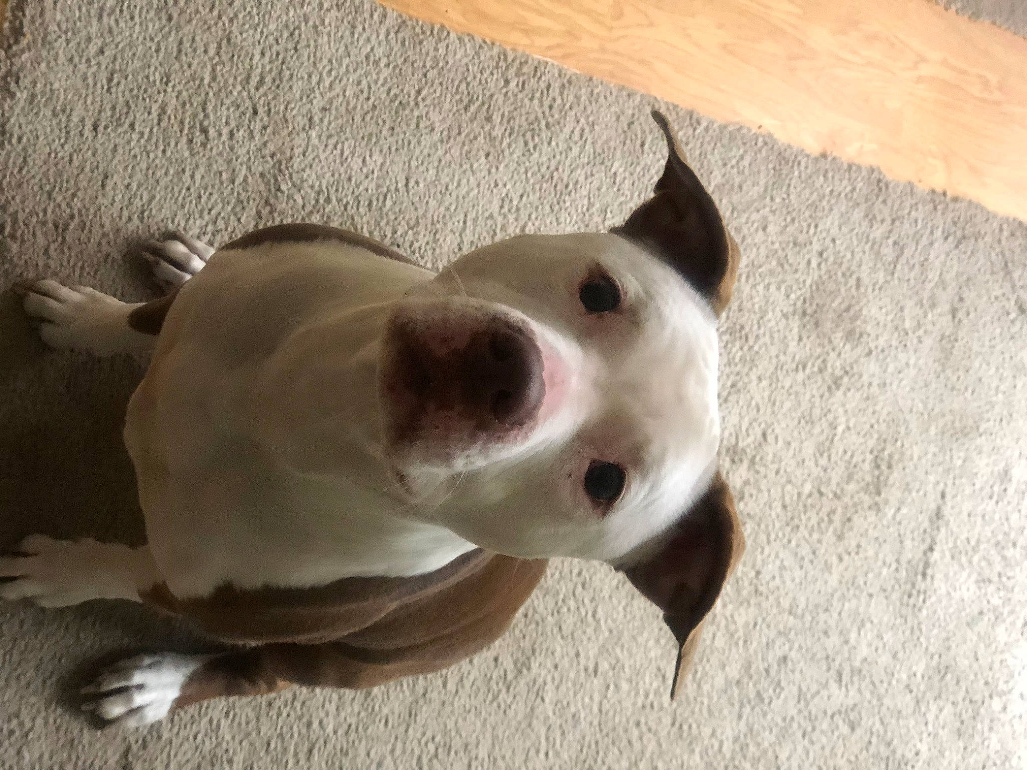 Shelby is registered to the contest to win money with this photo: bull_and_terrier, bull_terrier, canidae, carnivore, collar, companion_dog, dog, dog_breed, dog_collar, dog_supply, fawn, flooring, hardwood, paw, sporting_group, tail, terrestrial_animal, whiskers, wood, working_animal