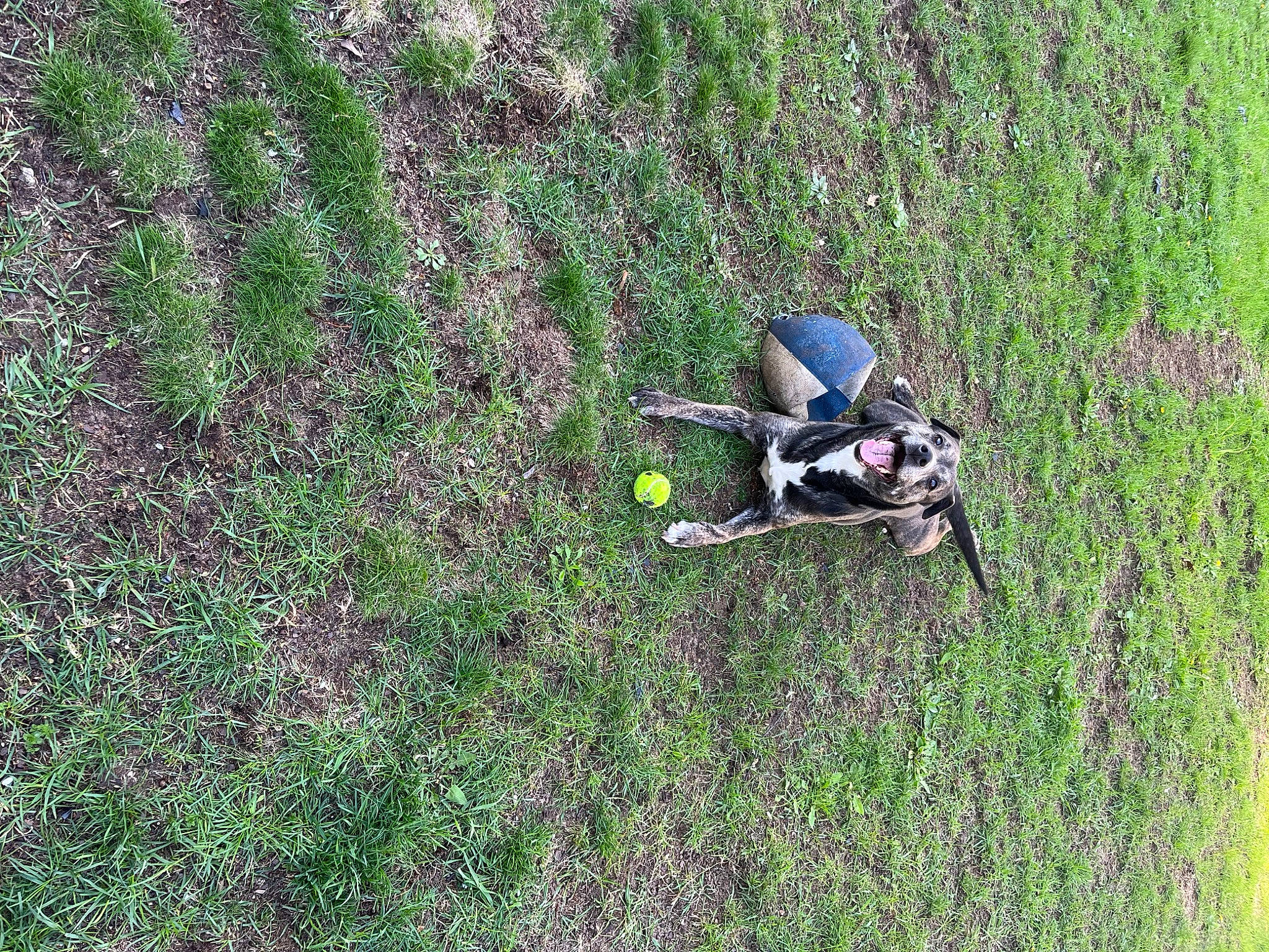 Harley joined the competition — help win amazing prizes! aircraft, dog_breed, field, grass, grass_family, grassland, groundcover, herbaceous_plant, landscape, pasture, people_in_nature, plant, prairie, recreation, shrub, shrubland, soil, sporting_group, tree, wildlife