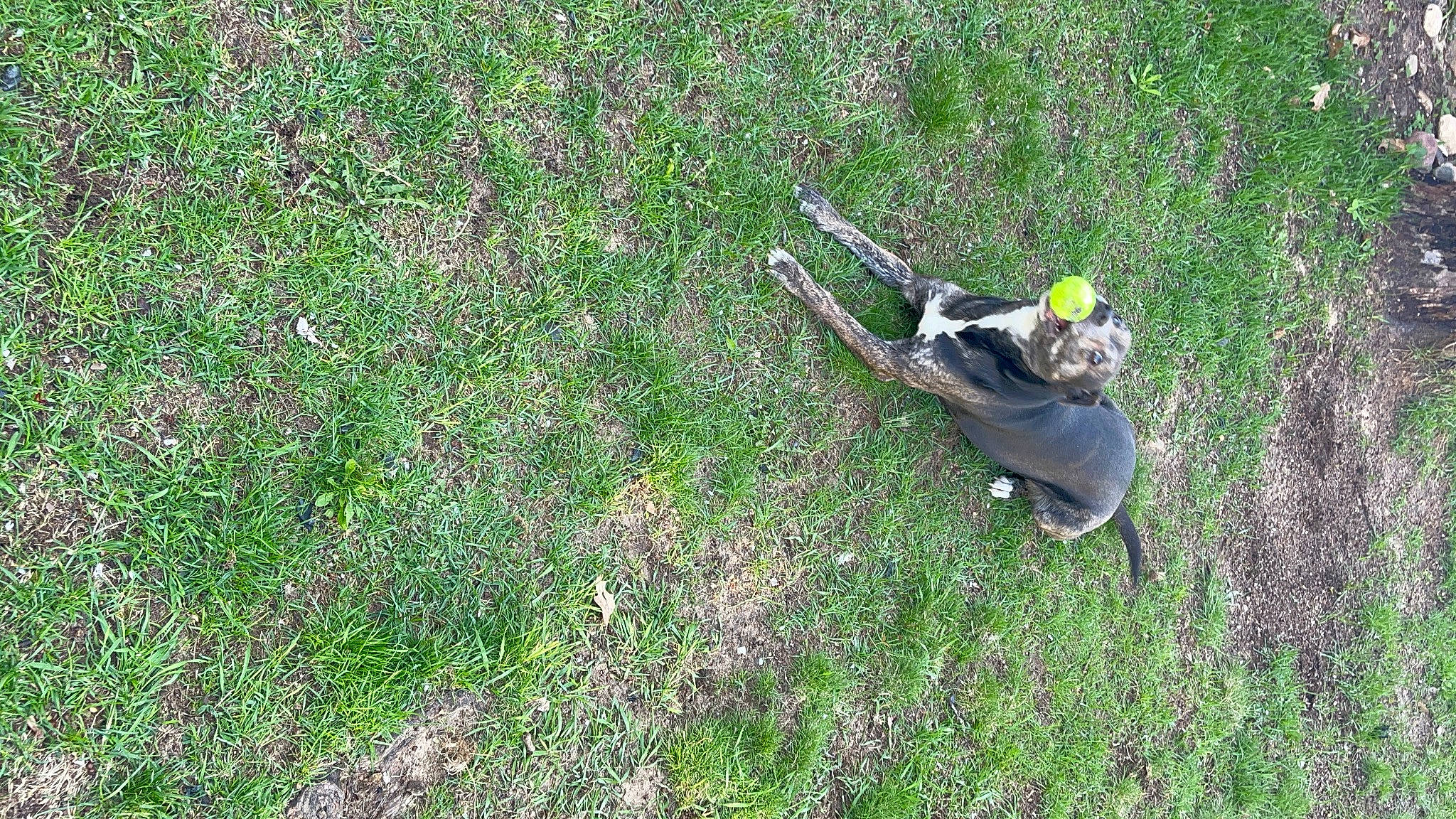 Harley joined the competition — help win amazing prizes! field, grass, grass_family, grassland, groundcover, herbaceous_plant, landscape, lawn, meadow, pasture, people_in_nature, plant, prairie, recreation, shadow, shrub, slope, soil, wood, yard