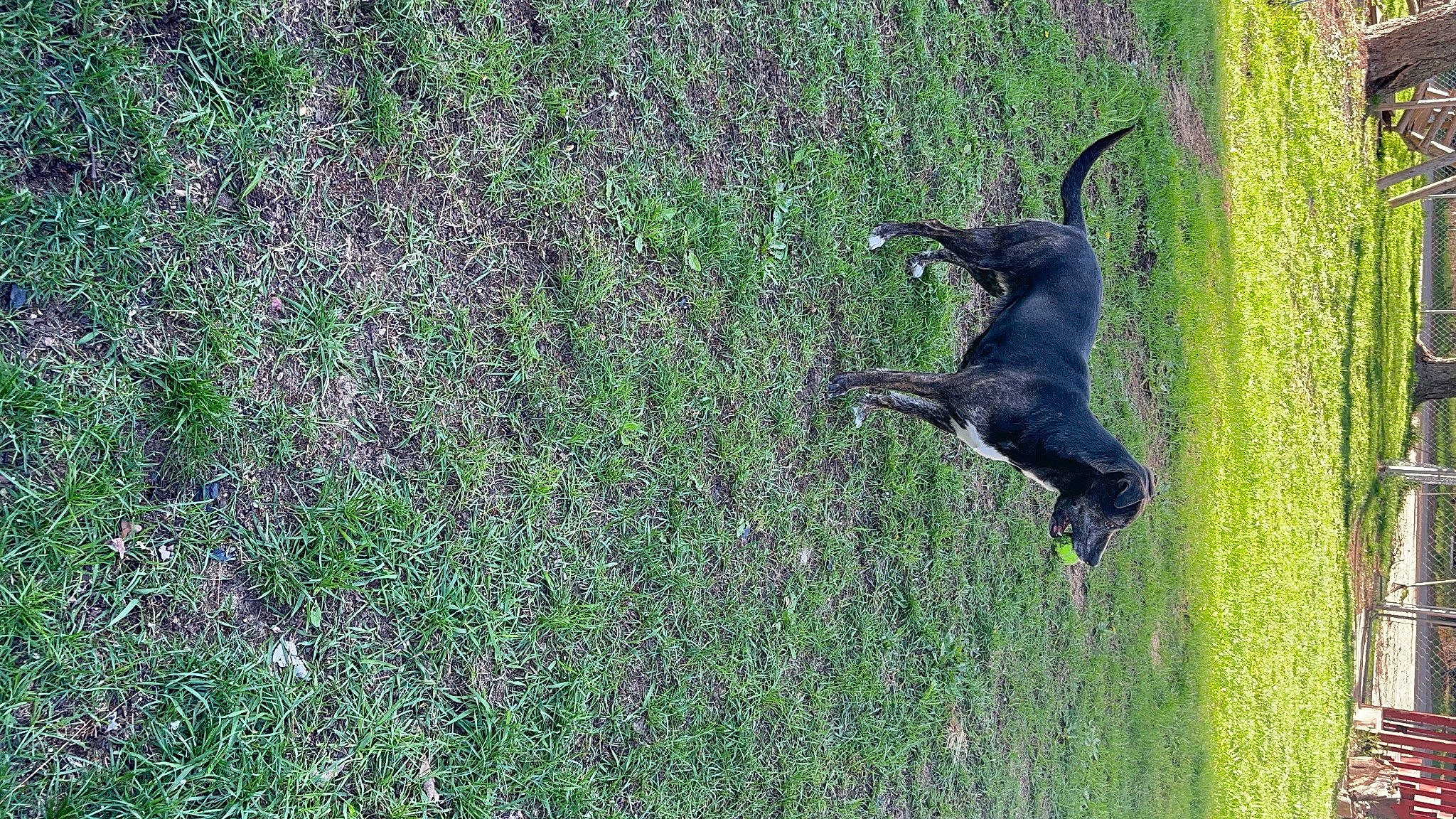 Harley is registered to the contest to win money with this photo: beak, canidae, carnivore, dog, dog_breed, grass, grass_family, grassland, groundcover, guard_dog, herbaceous_plant, hunting_dog, pasture, plant, shrub, sporting_group, tail, tree, working_animal, working_dog