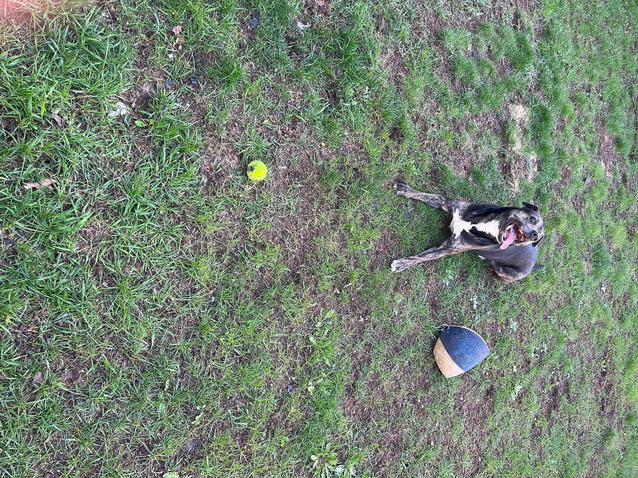 Harley is registered to the contest to win money with this photo: beak, bird, event, grass, grassland, groundcover, herbaceous_plant, lawn, plant, shadow, shrub, soil, wing