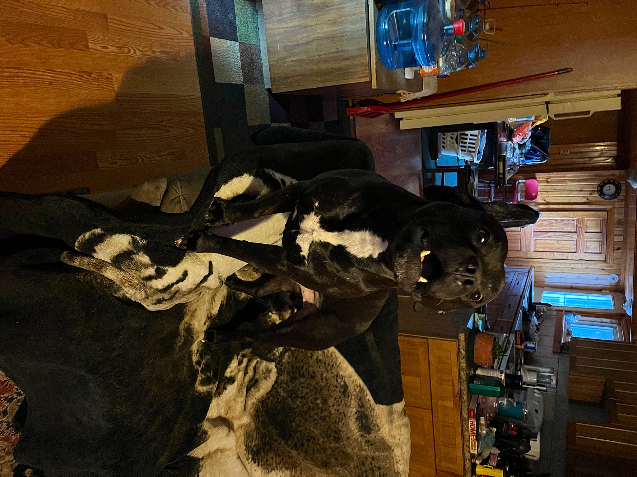 Floki joined the competition — help win amazing prizes! art, automotive_tire, fictional_character, flooring, fun, fur, machine, room, shadow, space, visual_arts, wood, world