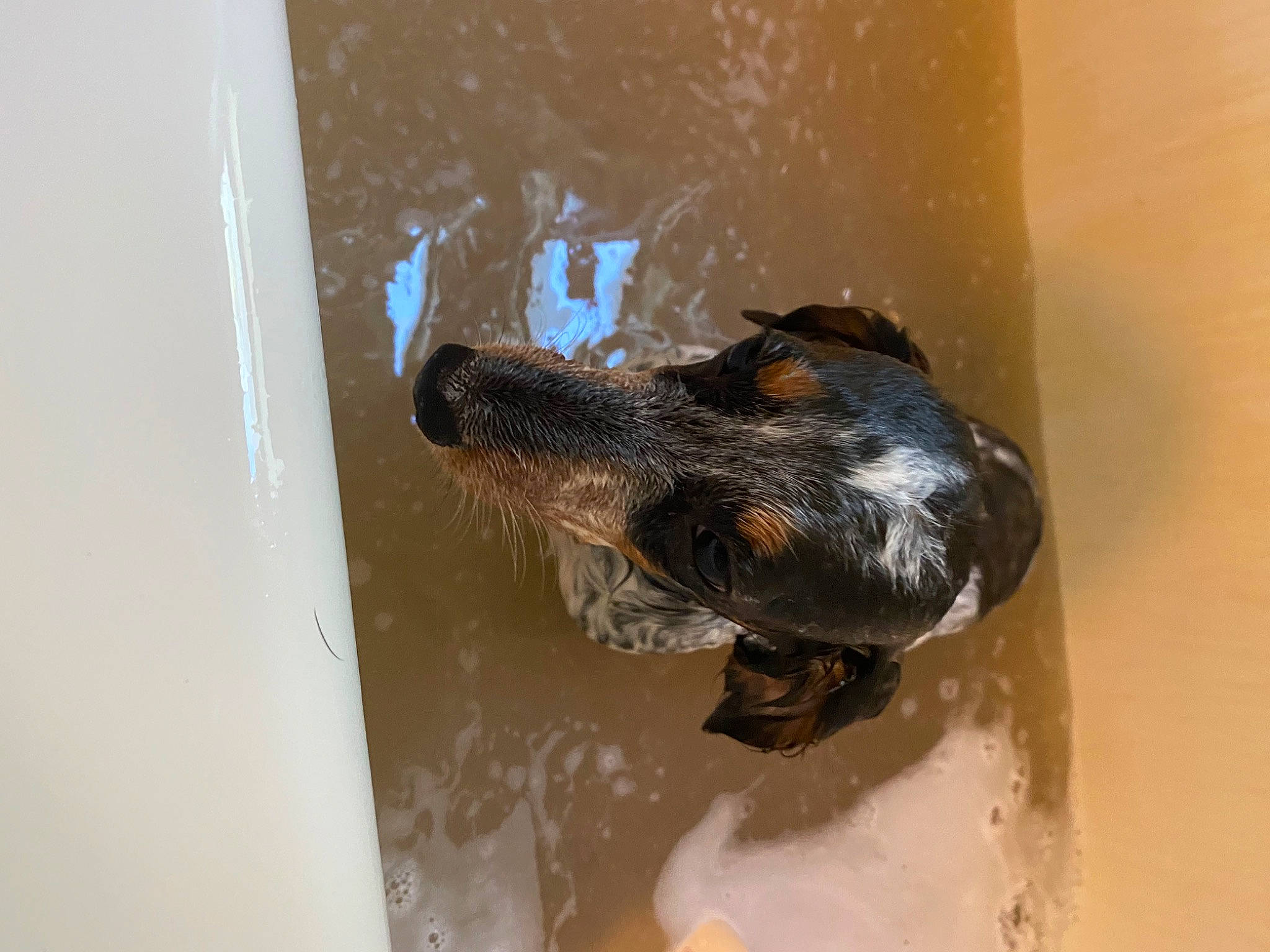 Siggy is registered to the contest to win money with this photo: bathing, canidae, carnivore, dog_breed, fluid, liquid, reptile, sporting_group, terrestrial_animal, water, water_bird, working_animal