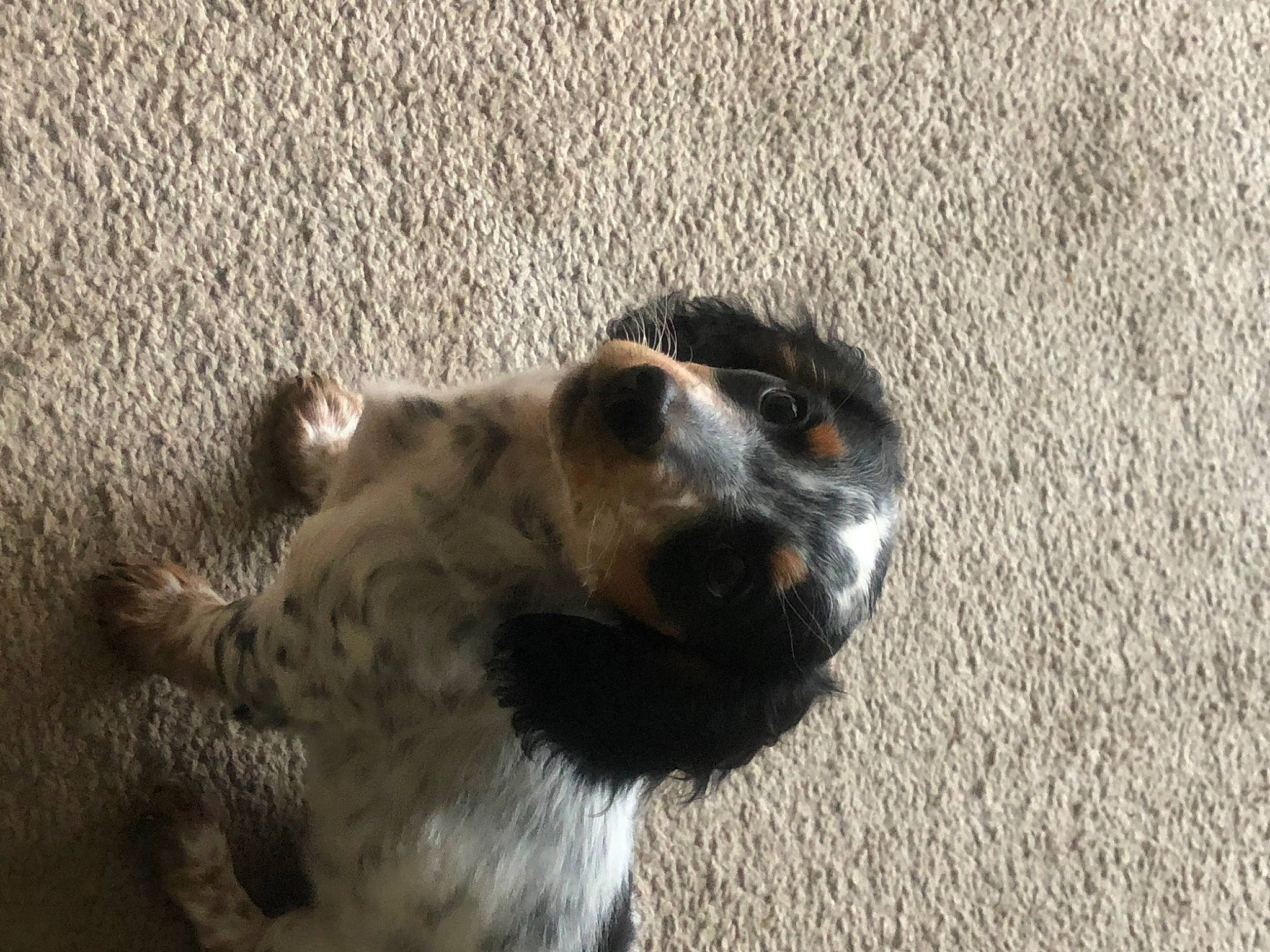 Siggy joined the competition — help win amazing prizes! australian_cattle_dog, australian_shepherd, canidae, carnivore, companion_dog, dog, dog_breed, fur, herding_dog, koolie, paw, sand, shadow, snout, soil, sporting_group, street_dog, terrestrial_animal, whiskers, working_animal