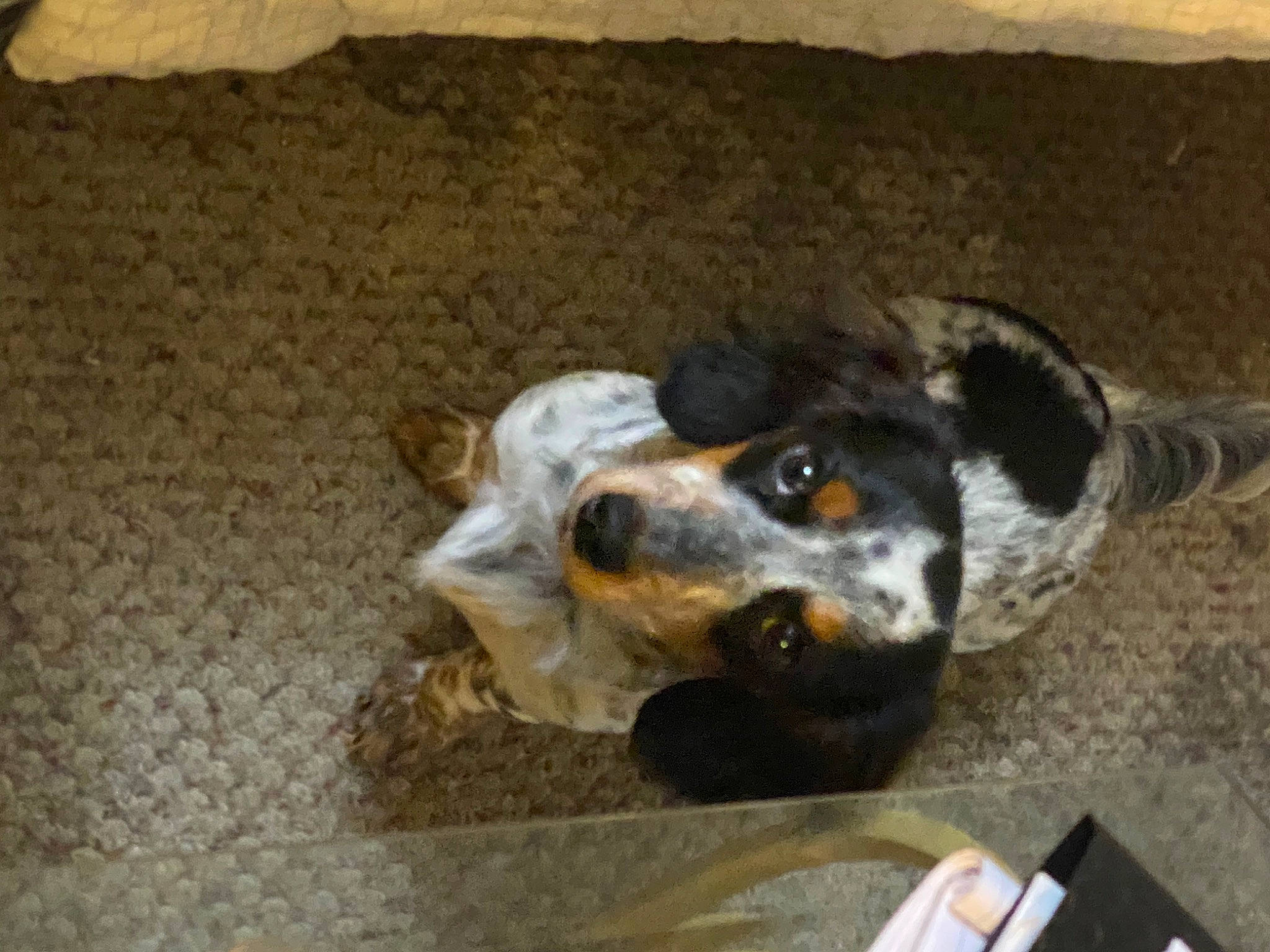 Siggy joined the competition — help win amazing prizes! australian_cattle_dog, canidae, carnivore, companion_dog, dog, dog_breed, paw, sporting_group, working_animal, working_dog