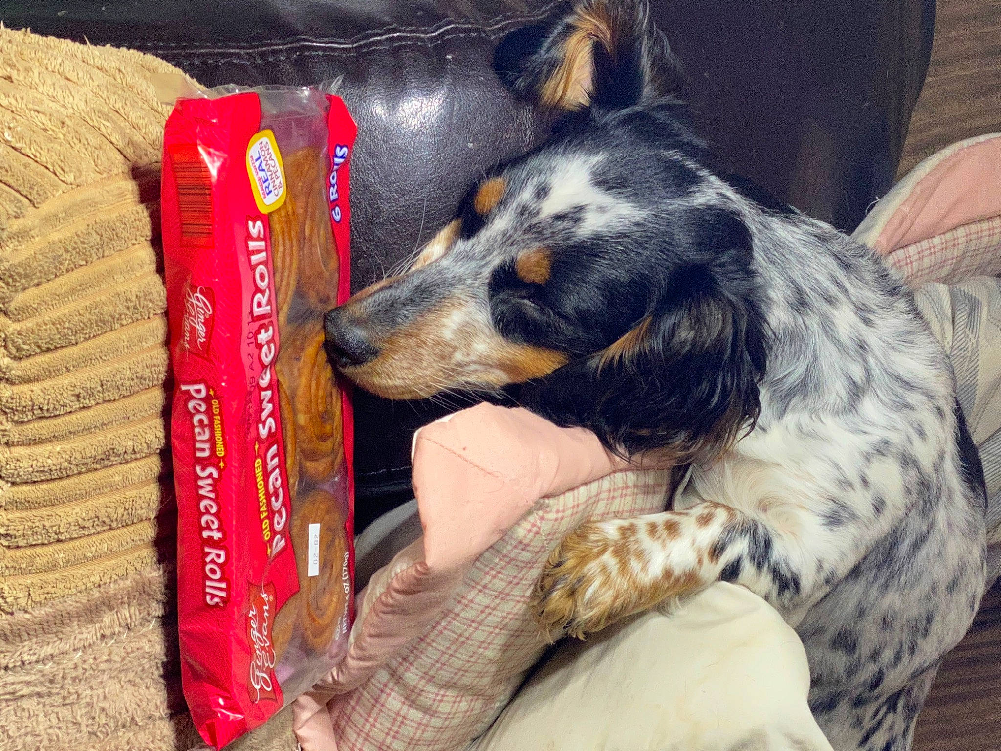 Siggy joined the competition — help win amazing prizes! borzoi, canidae, carnivore, companion_dog, dog, dog_breed, dog_supply, fur, publication, sighthound, snout, sporting_group, terrestrial_animal, working_animal, working_dog