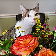 Arlo is registered to the contest to win money with this photo: cat, flowers, bouquet, orange_roses, yellow_flowers, green_leaves, indoor, curious, pet, closeup, table, chair, background, plant, nature, whiskers, feline, domestic_cat, colorful, still_life