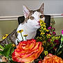 cat, flowers, bouquet, orange_roses, yellow_flowers, green_leaves, indoor, curious, pet, closeup, table, chair, background, plant, nature, whiskers, feline, domestic_cat, colorful, still_life