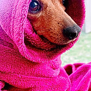 Nomie a rejoint le concours — aidez-le/la à gagner de superbes lots ! animal, brown_eyes, closeup, cozy, cute, dog, domestic, face, fur, indoors, pet, pink, portrait, relaxed, snout, soft_texture, towel, warm, whiskers, wrapped