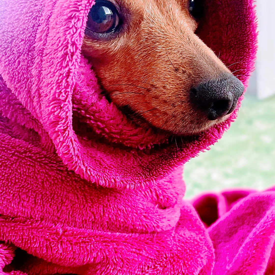 Nomie a rejoint le concours — aidez-le/la à gagner de superbes lots ! animal, brown_eyes, closeup, cozy, cute, dog, domestic, face, fur, indoors, pet, pink, portrait, relaxed, snout, soft_texture, towel, warm, whiskers, wrapped
