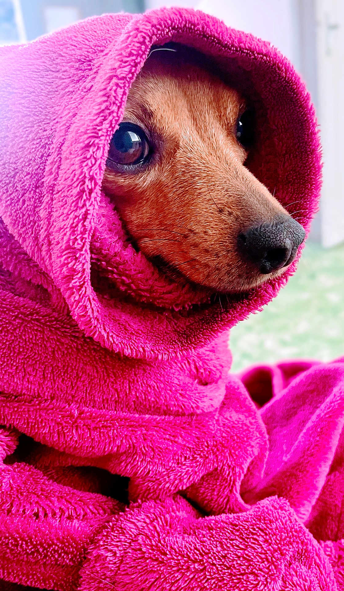 Nomie a rejoint le concours — aidez-le/la à gagner de superbes lots ! animal, brown_eyes, closeup, cozy, cute, dog, domestic, face, fur, indoors, pet, pink, portrait, relaxed, snout, soft_texture, towel, warm, whiskers, wrapped