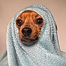 Nomie a rejoint le concours — aidez-le/la à gagner de superbes lots ! dog, small_dog, towel, wrapped, brown_dog, close_up, pet, cute, eyes, snout, fur, portrait, indoor, soft_texture, expression, animal, cozy, warm, looking, face