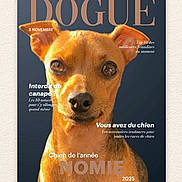 Nomie a rejoint le concours — aidez-le/la à gagner de superbes lots ! dog, portrait, animal, pet, brown_fur, ears, face, eyes, nose, canine, closeup, magazine_cover, text_overlay, photography, studio, background, cute, animal_portrait, looking_at_camera, domestic_animal