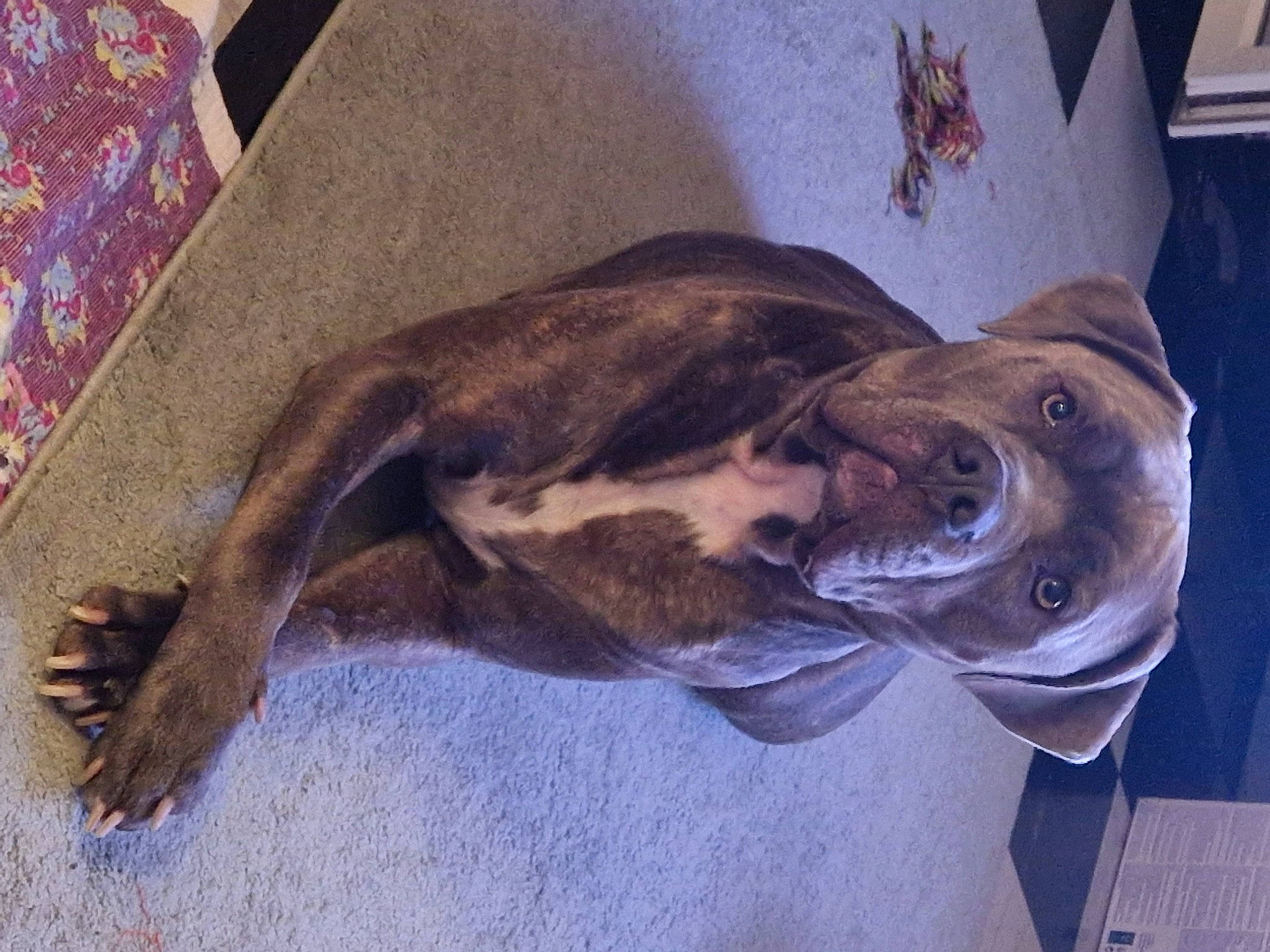 Iron a rejoint le concours — aidez-le/la à gagner de superbes lots ! canidae, carnivore, companion_dog, dog, dog_breed, fawn, fur, guard_dog, jaw, liver, metal, non_sporting_group, pet_supply, snout, sporting_group, tail, terrestrial_animal, whiskers, wood, working_animal