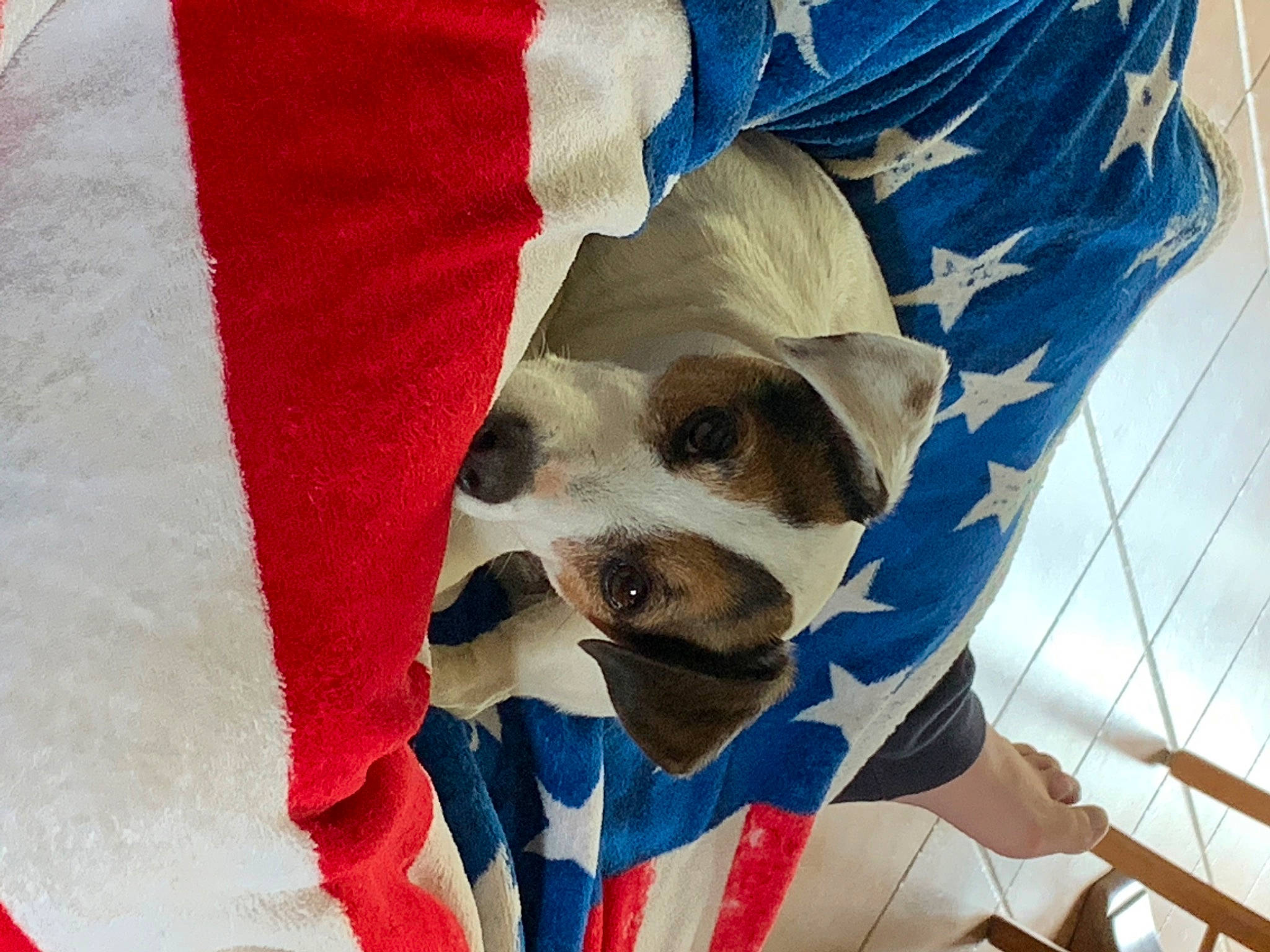 Gaby a rejoint le concours — aidez-le/la à gagner de superbes lots ! canidae, carnivore, companion_dog, dog, dog_breed, dog_clothes, flag, pointer, snout, sporting_group