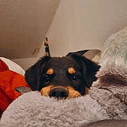 Ash participe au concours pour gagner de l'argent avec cette photo : puppy, dog, pet, cute, fluffy, blanket, indoor, cozy, fur, animal, resting, curious, young, snuggled, soft, comfort, brown, black, face, ears