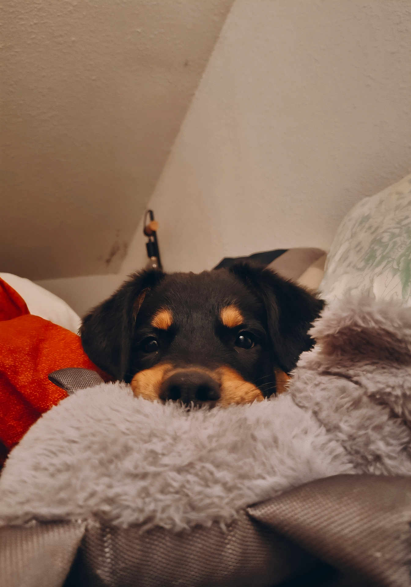 Ash participe au concours pour gagner de l'argent avec cette photo : puppy, dog, pet, cute, fluffy, blanket, indoor, cozy, fur, animal, resting, curious, young, snuggled, soft, comfort, brown, black, face, ears