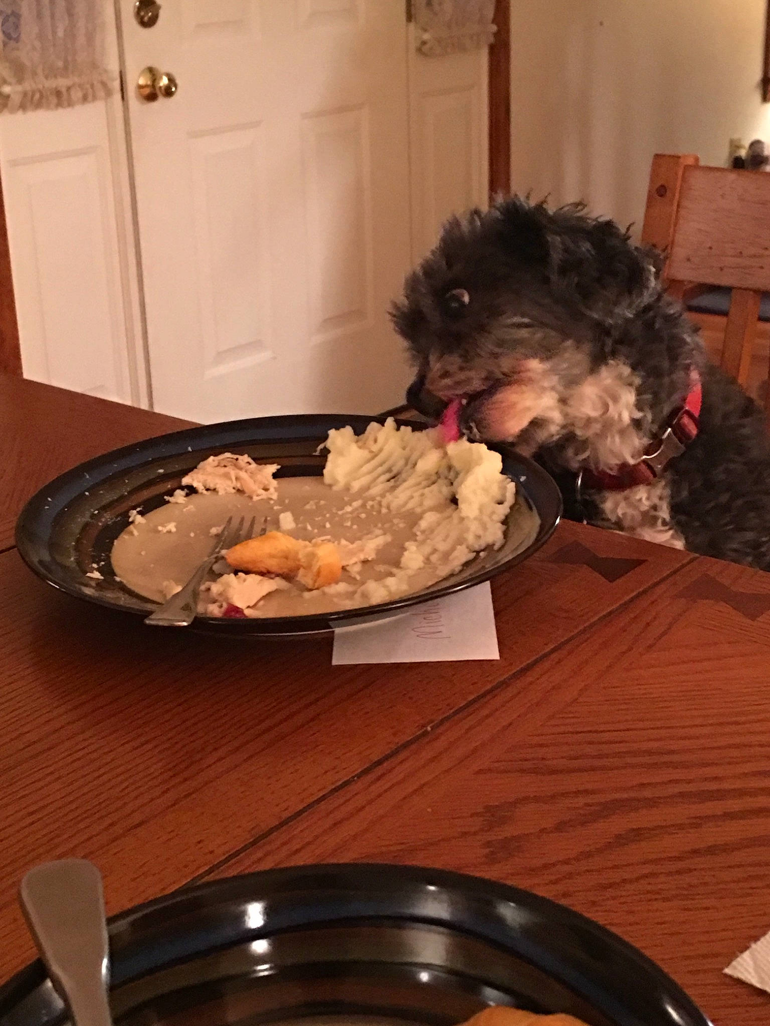 Cooper joined the competition — help win amazing prizes! comfort_food, cooking, cookware_and_bakeware, cuisine, dish, food, meal, recipe, side_dish