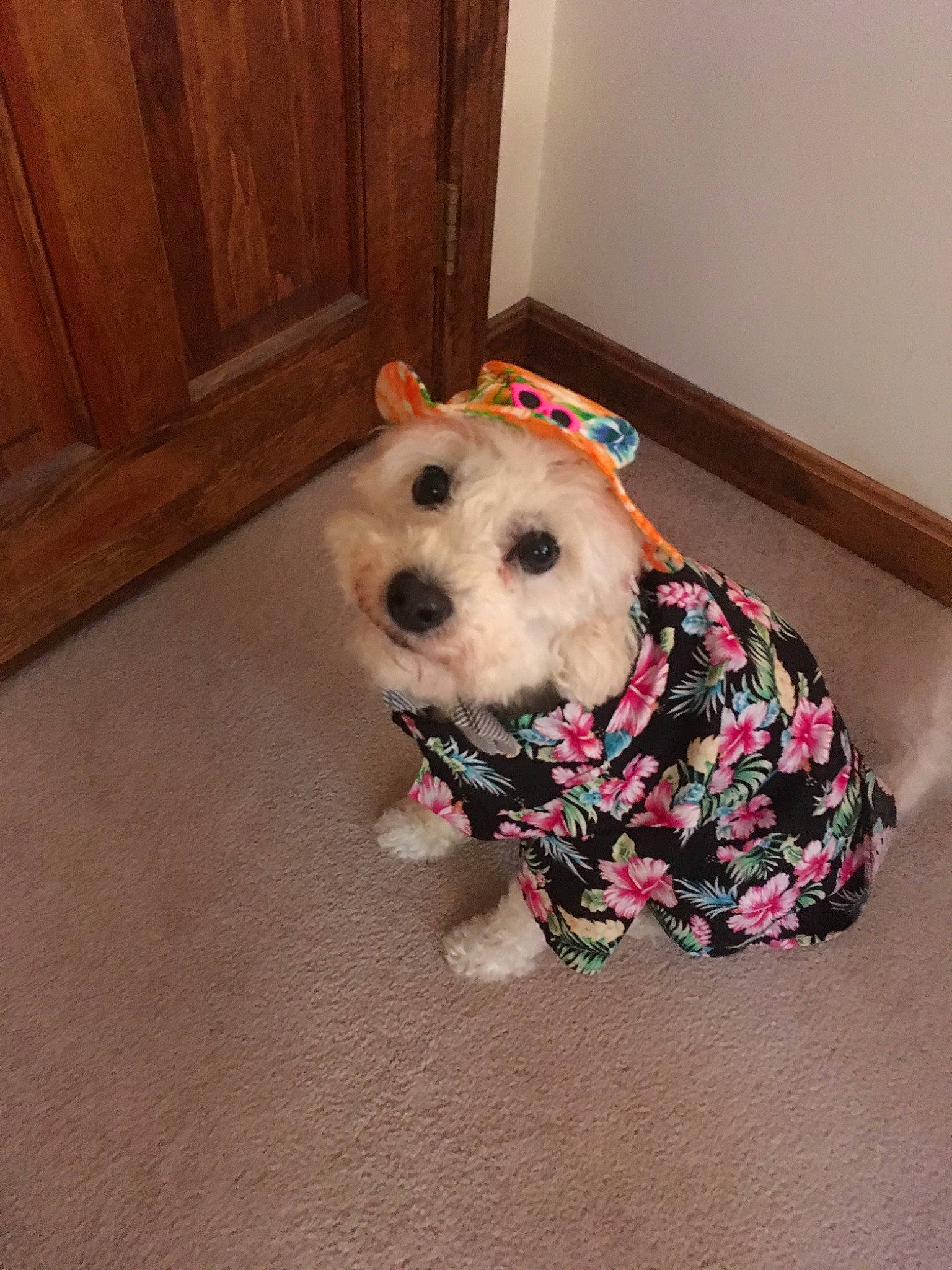 Snow joined the competition — help win amazing prizes! canidae, carnivore, cavachon, cockapoo, companion_dog, dog, dog_breed, dog_clothes, maltepoo, maltese, mammal, morkie, puppy, rare_breed_dog, schnoodle, snout, sporting_lucas_terrier, toy_dog, vertebrate, west_highland_white_terrier