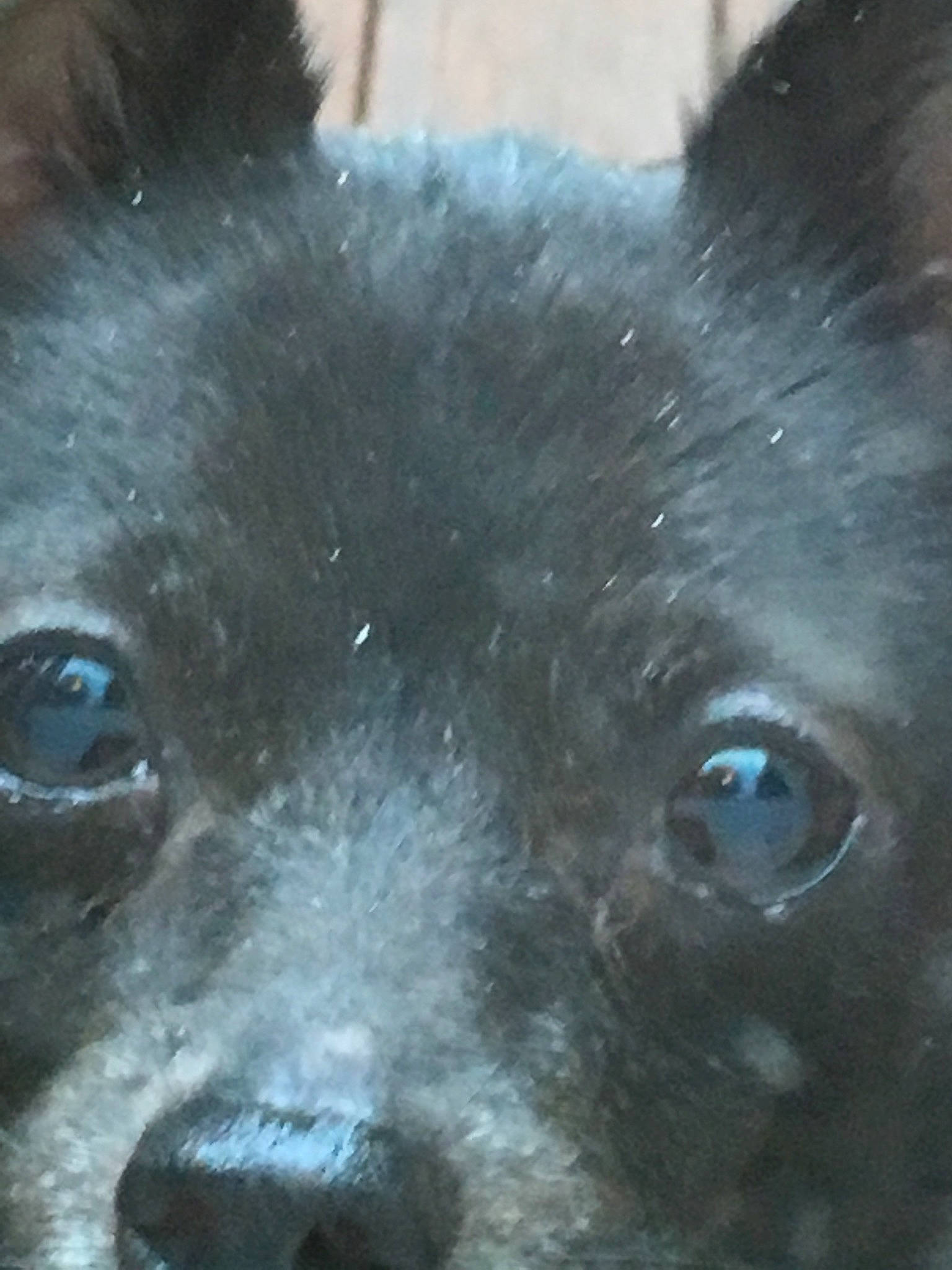 Toby is registered to the contest to win money with this photo: canidae, carnivore, companion_dog, dog, dog_breed, eye, iris, mammal, non_sporting_group, nose, rare_breed_dog, schipperke, snout, sporting_group, vertebrate, whiskers