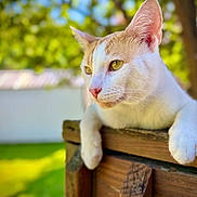 Boone joined the competition — help win amazing prizes! cat, animal, pet, white_cat, orange_cat, outdoor, nature, wooden_surface, greenery, blurred_background, sunlight, relaxed, feline, close_up, portrait, whiskers, ears, paws, garden, peaceful
