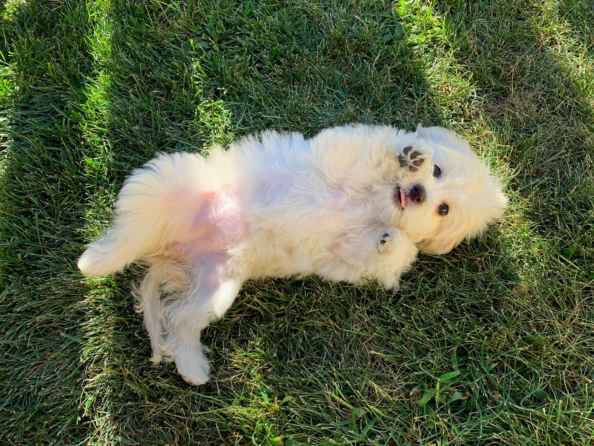 Emilia joined the competition — help win amazing prizes! canidae, carnivore, cavachon, companion_dog, dog, dog_breed, fur, grass_family, maltepoo, mammal, non_sporting_group, puppy, small_terrier, snout, sporting_group, toy_dog, working_animal, working_dog